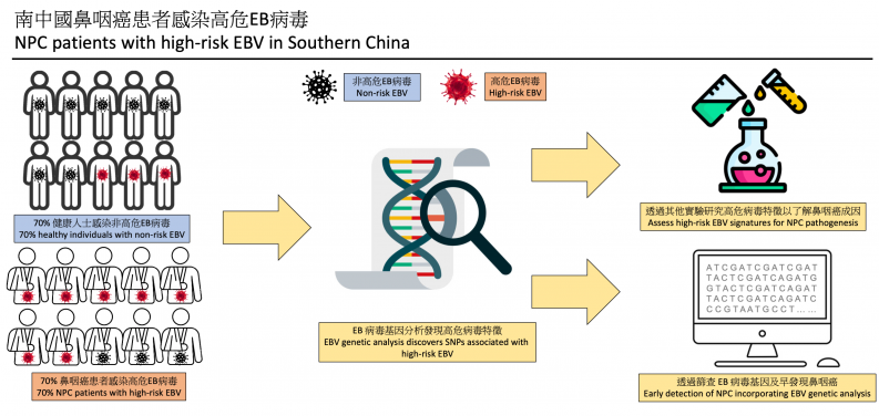 HKUMed research finds that 70% nasopharyngeal cancer patients in Southern China harbor high-risk EBV.
